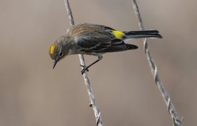 Yellow-rumped Warbler.jpg