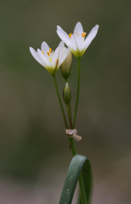 False Garlic2.jpg