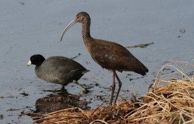 Ibis and Coot.jpg