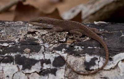 Anole.jpg