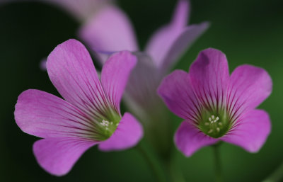 Violet Wood-sorrel.jpg