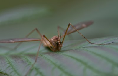 Cranefly 3.jpg