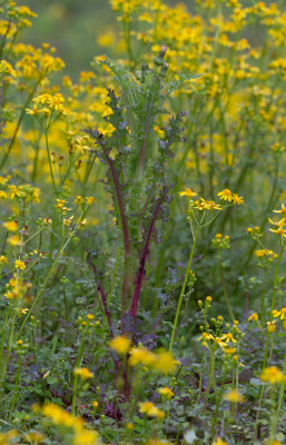 Sow Thistle.jpg