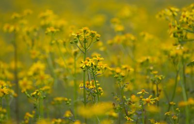 Cut-leaf Groundsel.jpg