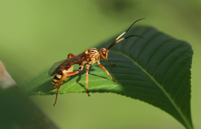 Wasp 2.jpg