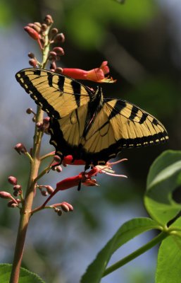 Tiger swallowtail 1.jpg
