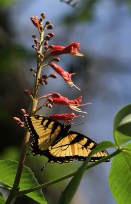 Tiger Swallowtail.jpg