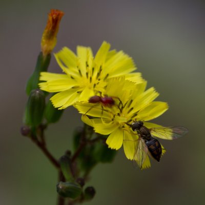 flower spider and fly 6.jpg