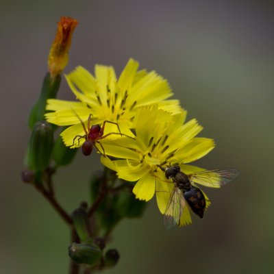 flower spider and fly 5.jpg