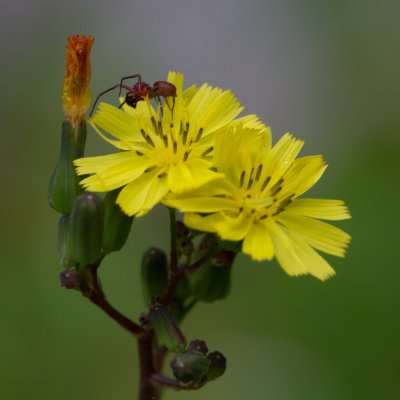 flower spider and fly 4.jpg