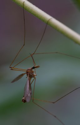 Cranefly 5.jpg