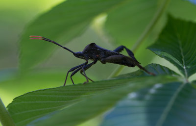 Leaf-footed Stink Bug.jpg