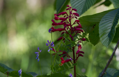 Buckeye and Vetch.jpg