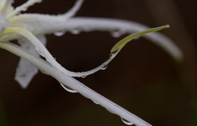 spider lily macro.jpg