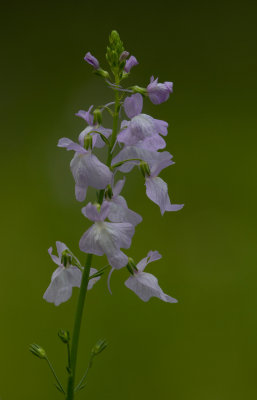 Texas Toadflax.jpg