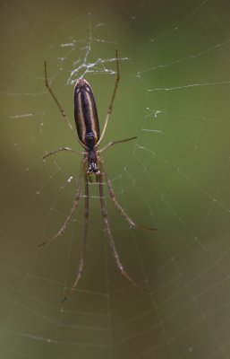 Spider 2.jpg