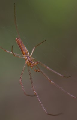 Spider 1.jpg
