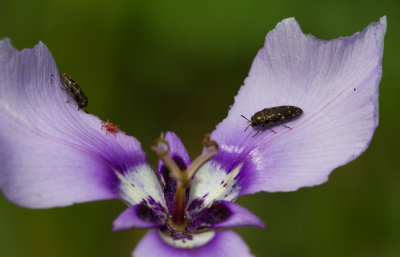 beetles and mite on flower.jpg