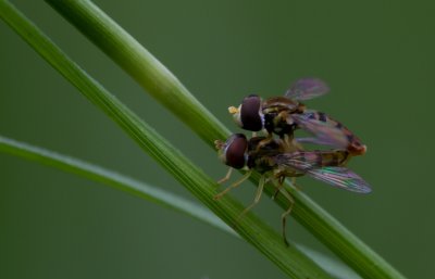 mating Flies.jpg