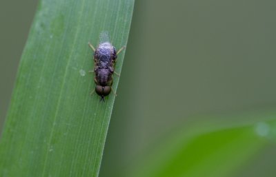 tiny black fly.jpg