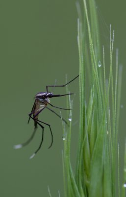 mosquito 1.jpg
