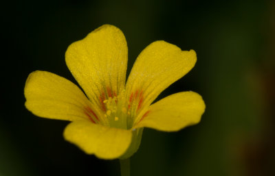 little yellow flower.jpg