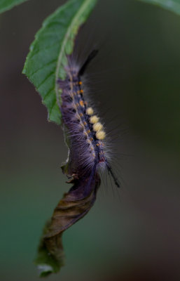 moth caterpillar.jpg