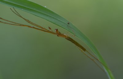 Longjawed spider.jpg