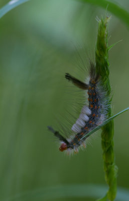 tussock caterpillar 3.jpg