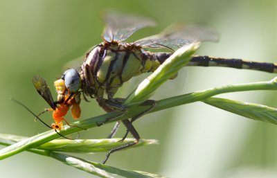 clubtail eating wasp.jpg
