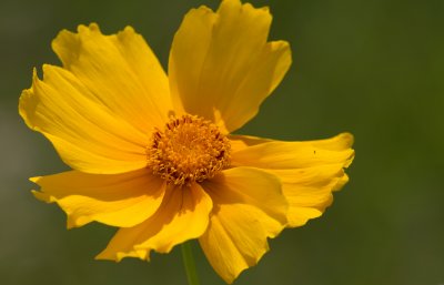 lanceleaf coreopsis 1.jpg