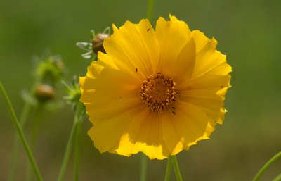 lanceleaf coreopsis 2.jpg