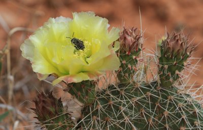 PDCSP 090.jpg