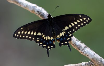 black swallowtail.jpg
