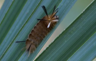 tusock moth caterpillar.jpg