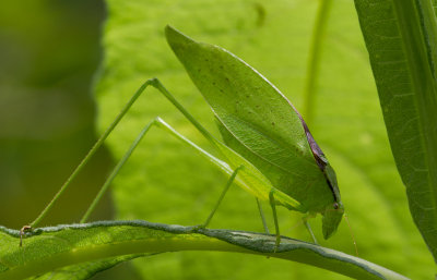 katydid.jpg