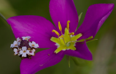 meadow pink and frog fruit.jpg