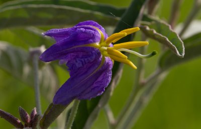 silver-leafed nightshade.jpg