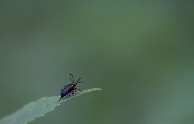 beetle love.jpg