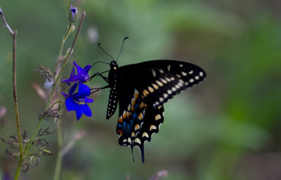 Black Swallowtail 8.jpg