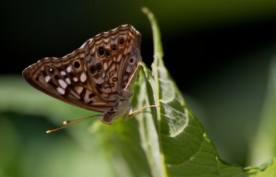 Hackberry Emperor.jpg