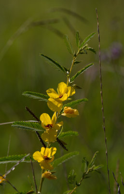 partridge pea.jpg