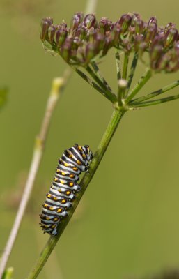 black swallowtail caterpillar.jpg