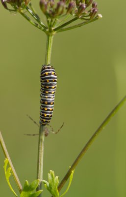 caterpillar and spider.jpg