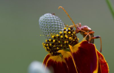 flower longhorn 2.jpg