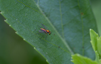 long leg fly 1.jpg