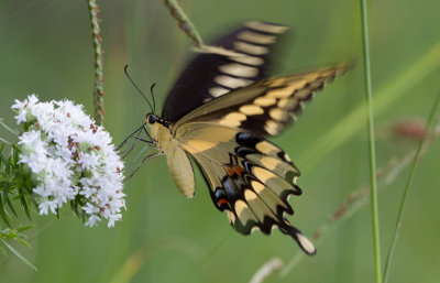 giant swallowtail.jpg