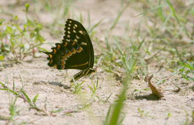 palamedes swallowtail.jpg