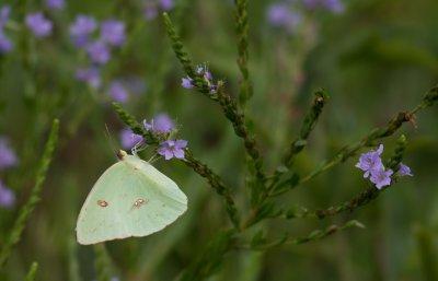 cloudless sulphur.jpg