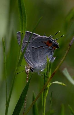 Gray Hairstreak.jpg